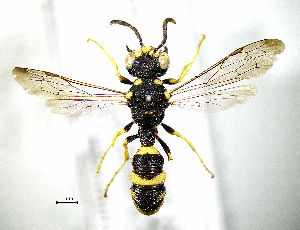  ( - BGE_00625_E11)  @11 [ ] CreativeCommons - Attribution Share - Alike (2047) Unspecified Unspecified