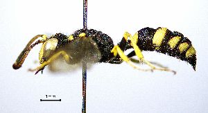  ( - BGE_00625_E11)  @11 [ ] CreativeCommons - Attribution Share - Alike (2048) Unspecified Unspecified