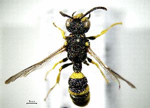  ( - BGE_00625_F03)  @11 [ ] CreativeCommons - Attribution Share - Alike (2055) Unspecified Unspecified