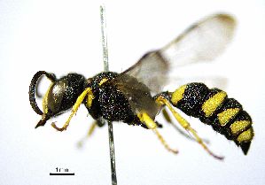  ( - BGE_00625_F03)  @11 [ ] CreativeCommons - Attribution Share - Alike (2056) Unspecified Unspecified