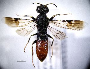  ( - BGE_00625_F05)  @11 [ ] CreativeCommons - Attribution Share - Alike (2059) Unspecified Unspecified