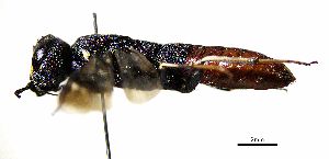  ( - BGE_00625_F05)  @11 [ ] CreativeCommons - Attribution Share - Alike (2060) Unspecified Unspecified