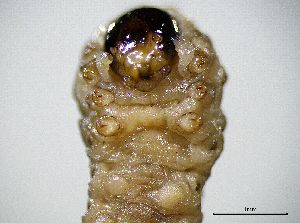  ( - BGE_00625_G04)  @11 [ ] CreativeCommons - Attribution Share - Alike (2084) Unspecified Unspecified