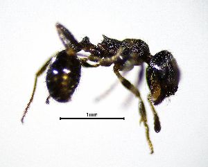  (Oxyopomyrmex krueperi - BGE_00625_G10)  @11 [ ] CreativeCommons - Attribution Share - Alike (2094) Unspecified Unspecified