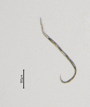  (Nygolaimidae - BGE_00627_D09)  @11 [ ] CreativeCommons - Attribution Share - Alike (2025) Unspecified Unspecified