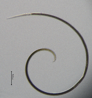  ( - BGE_00627_G06)  @11 [ ] CreativeCommons - Attribution Share - Alike (2025) Unspecified Unspecified
