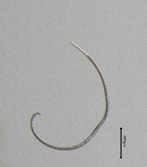  (Xiphinema gr. americanum - BGE_00627_G12)  @11 [ ] CreativeCommons - Attribution Share - Alike (2029) Unspecified Unspecified