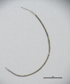  ( - BGE_00627_H11)  @11 [ ] CreativeCommons - Attribution Share - Alike (2047) Unspecified Unspecified