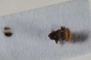 (Conomelus sagittifer - BGE_00631_D04)  @11 [ ] CreativeCommons - Attribution Share - Alike (2025) Unspecified Unspecified