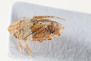  (Tettigometra hexaspina - BGE_00631_H06)  @11 [ ] CreativeCommons - Attribution Share - Alike (2026) Unspecified Unspecified
