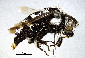  ( - BGE_00632_B02)  @11 [ ] CreativeCommons - Attribution Share - Alike (2025) Unspecified Unspecified