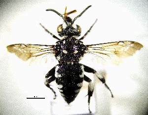  ( - BGE_00632_B08)  @11 [ ] CreativeCommons - Attribution Share - Alike (2025) Unspecified Unspecified