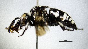  ( - BGE_00632_B08)  @11 [ ] CreativeCommons - Attribution Share - Alike (2025) Unspecified Unspecified