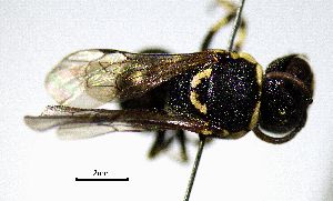  (Hylaeus scutellatus - BGE_00632_C10)  @11 [ ] CreativeCommons - Attribution Share - Alike (2025) Unspecified Unspecified