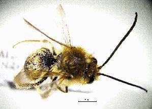  (Eucera nigrifacies - BGE_00632_D04)  @11 [ ] CreativeCommons - Attribution Share - Alike (2025) Unspecified Unspecified