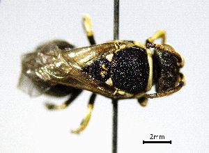  (Hylaeus meridionalis - BGE_00632_E12)  @11 [ ] CreativeCommons - Attribution Share - Alike (2051) Unspecified Unspecified