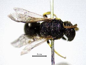 (Hylaeus bifasciatus - BGE_00632_F01)  @11 [ ] CreativeCommons - Attribution Share - Alike (2053) Unspecified Unspecified