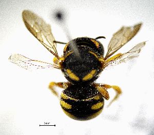  (Pseudoanthidium stigmaticorne - BGE_00632_G06)  @11 [ ] CreativeCommons - Attribution Share - Alike (2089) Unspecified Unspecified