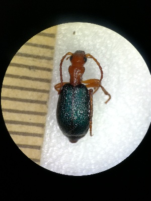  (Brachinus brevicollis - BGE_00633_D09)  @11 [ ] CreativeCommons - Attribution Share - Alike (2025) Unspecified Unspecified
