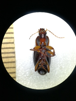  (Calathus erratus - BGE_00634_A11)  @11 [ ] CreativeCommons - Attribution Share - Alike (2025) Unspecified Unspecified
