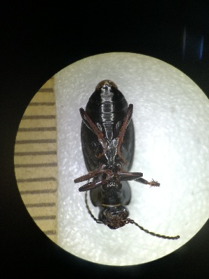  (Pterostichus oblongopunctatus - BGE_00634_D11)  @11 [ ] CreativeCommons - Attribution Share - Alike (2056) Unspecified Unspecified