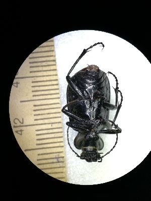  (Calosoma denticolle - BGE_00634_F10)  @11 [ ] CreativeCommons - Attribution Share - Alike (2025) Unspecified Unspecified