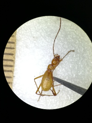  (Pheggomisetes - BGE_00634_H02)  @11 [ ] CreativeCommons - Attribution Share - Alike (2025) Unspecified Unspecified