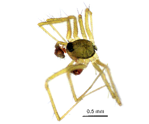  (Lepthyphantes notabilis - BGE_00635_D12)  @11 [ ] CreativeCommons - Attribution Share - Alike (2025) Unspecified Unspecified