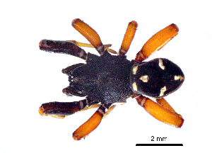  (Asagena meridionalis - BGE_00635_E12)  @11 [ ] CreativeCommons - Attribution Share - Alike (2033) Unspecified Unspecified