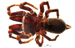  (Atypus muralis - BGE_00636_A02)  @11 [ ] CreativeCommons - Attribution Share - Alike (2025) Unspecified Unspecified
