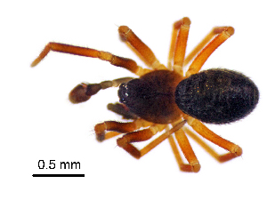 (Metopobactrus ascitus - BGE_00636_D08)  @11 [ ] CreativeCommons - Attribution Share - Alike (2025) Unspecified Unspecified