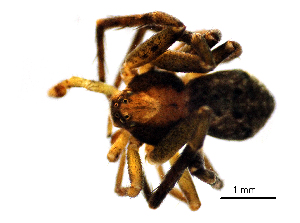  (Pulchellodromus glaucinus - BGE_00636_F08)  @11 [ ] CreativeCommons - Attribution Share - Alike (2025) Unspecified Unspecified
