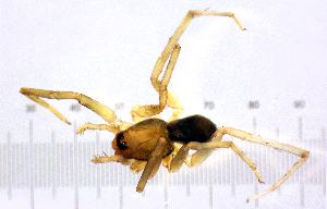  (Mesiotelus scopensis - BGE_00636_G05)  @11 [ ] CreativeCommons - Attribution Share - Alike (2025) Unspecified Unspecified