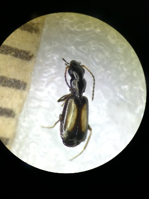  ( - BGE_00639_E11)  @11 [ ] CreativeCommons - Attribution Share - Alike (2025) Unspecified Unspecified