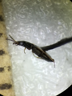  ( - BGE_00639_E12)  @11 [ ] CreativeCommons - Attribution Share - Alike (2025) Unspecified Unspecified