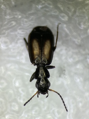  ( - BGE_00639_E12)  @11 [ ] CreativeCommons - Attribution Share - Alike (2025) Unspecified Unspecified