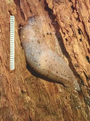  (Limax conemenosi - BGE_00641_C08)  @11 [ ] CreativeCommons - Attribution Share - Alike (2025) Unspecified Unspecified