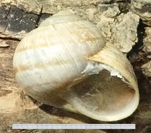  (Helix pomacella - BGE_00641_C12)  @11 [ ] CreativeCommons - Attribution Share - Alike (2025) Unspecified Unspecified