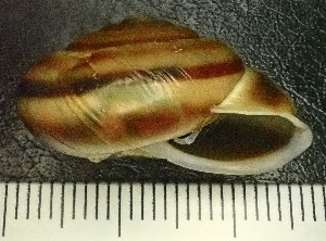  (Cattania ardica - BGE_00641_D03)  @11 [ ] CreativeCommons - Attribution Share - Alike (2025) Unspecified Unspecified