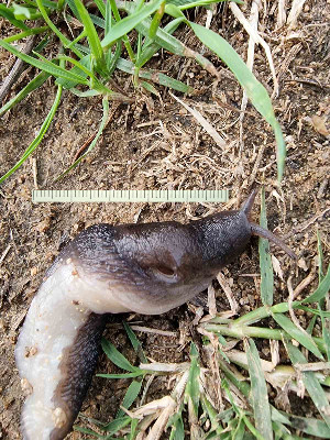  ( - BGE_00641_D10)  @11 [ ] CreativeCommons - Attribution Share - Alike (2025) Unspecified Unspecified