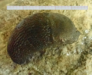  ( - BGE_00641_E06)  @11 [ ] CreativeCommons - Attribution Share - Alike (2025) Unspecified Unspecified