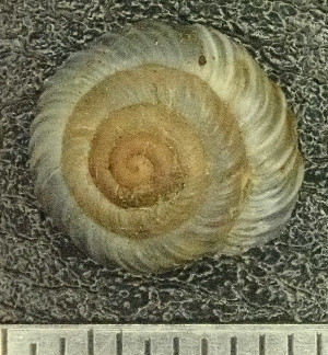  ( - BGE_00641_E07)  @11 [ ] CreativeCommons - Attribution Share - Alike (2025) Unspecified Unspecified