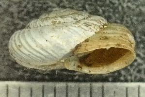  (Cattania - BGE_00641_E08)  @11 [ ] CreativeCommons - Attribution Share - Alike (2025) Unspecified Unspecified