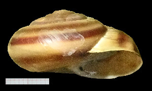  (Cattania kattingeri - BGE_00641_E09)  @11 [ ] CreativeCommons - Attribution Share - Alike (2025) Unspecified Unspecified