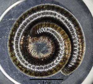  (Pachyiulus marmoratus - BGE_00642_F11)  @11 [ ] CreativeCommons - Attribution Share - Alike (2124) Unspecified Unspecified