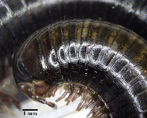  ( - BGE_00642_F11)  @11 [ ] CreativeCommons - Attribution Share - Alike (2125) Unspecified Unspecified