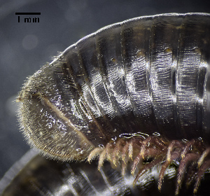  ( - BGE_00642_F11)  @11 [ ] CreativeCommons - Attribution Share - Alike (2126) Unspecified Unspecified