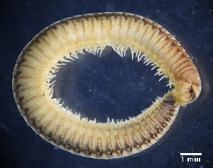  (Brachyiulini - BGE_00642_H09)  @11 [ ] CreativeCommons - Attribution Share - Alike (2186) Unspecified Unspecified