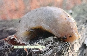  ( - BGE_00643_F09)  @11 [ ] CreativeCommons - Attribution Share - Alike (2025) Unspecified Unspecified