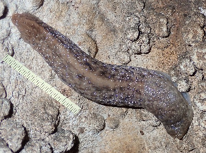  ( - BGE_00643_G08)  @11 [ ] CreativeCommons - Attribution Share - Alike (2025) Unspecified Unspecified